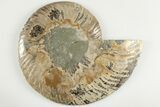 Bargain, 6.4" Cut & Polished Ammonite Fossil (Half) - Madagascar - #200127-1